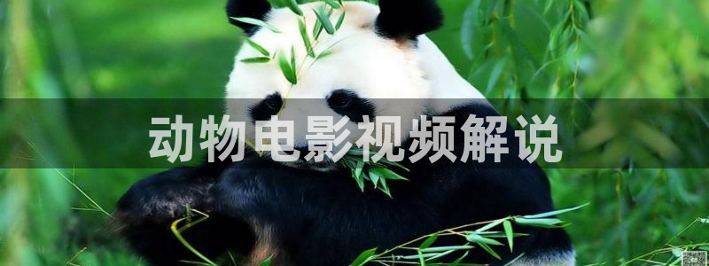 久久视频在线精品